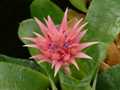 Bromeliad